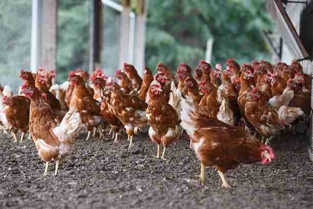 Poultry farming - Business directory