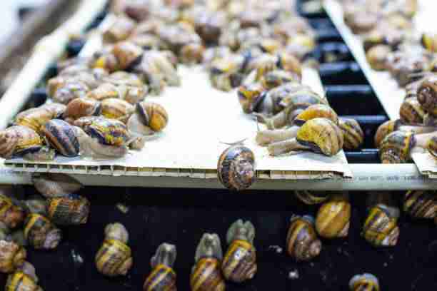 Snail farming - businesses in Ghana